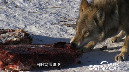 智斗群狼年赚百万(2017.01.12)