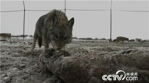 智斗群狼年赚百万(2017.01.12)