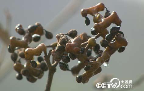 [绿色时空] 拐弯卖拐枣身价高1月15日