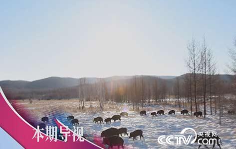 食尚大转盘：大口吃肉 不怕长肉 1月15日