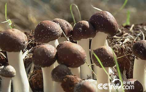[绿色时空]仿野生种出&ldquo;效益&rdquo;菇 1月22日