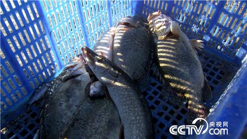 一网2000万 他凭啥多赚10倍钱