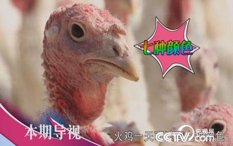 食尚大转盘：看脸色赚钱 黑泥里淘金 2月19日