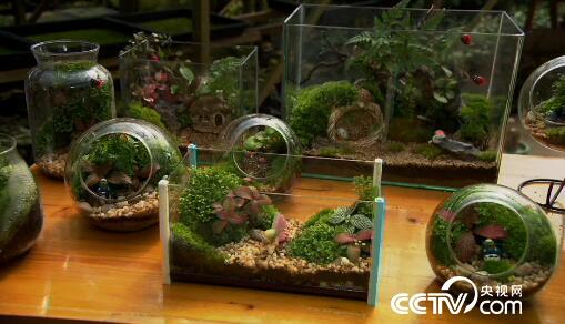 [绿色时空]小花草做出&ldquo;俏&rdquo;生意 2月26日