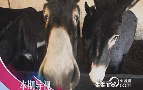 食尚大转盘：天上"龙肉" 地上驴肉 2月26日