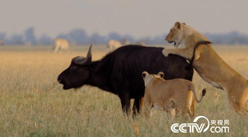[绿色时空]大型杀手归来 3月5日