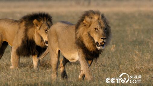 [绿色时空]大型杀手归来 3月5日