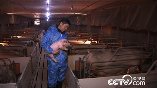 门外汉养猪有高招 猪粪还能赚千万(02170307)