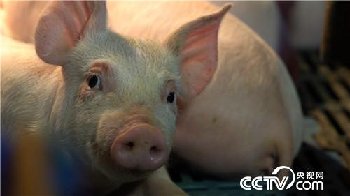 门外汉养猪有高招 猪粪还能赚千万(02170307)