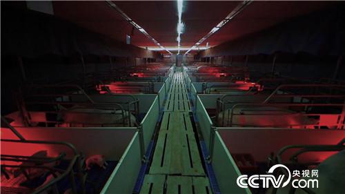 门外汉养猪有高招 猪粪还能赚千万(02170307)