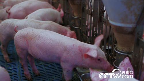 门外汉养猪有高招 猪粪还能赚千万(02170307)