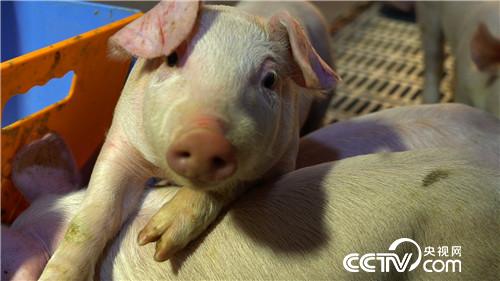 门外汉养猪有高招 猪粪还能赚千万(02170307)