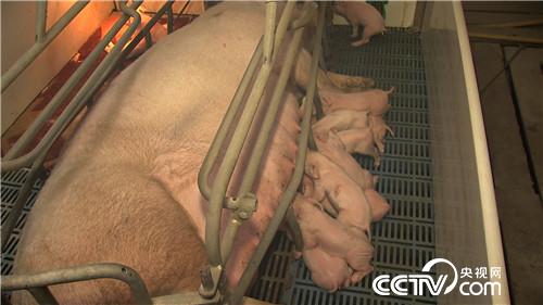 门外汉养猪有高招 猪粪还能赚千万(02170307)