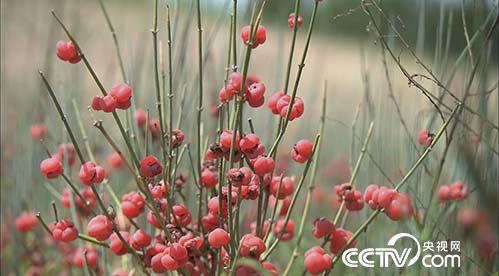 [绿色时空]艰难环境种树有攻略 3月12日