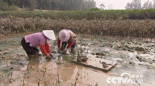 [绿色时空]艰难环境种树有攻略 3月12日