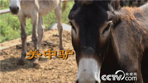 倔小伙养倔驴 如何年入千万(20170310)