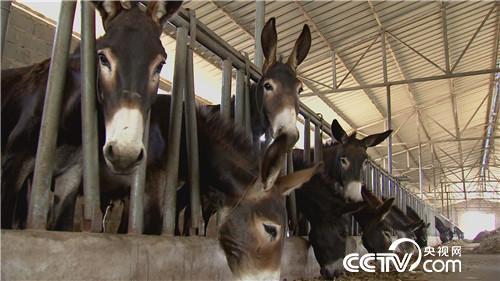 倔小伙养倔驴 如何年入千万(20170310)