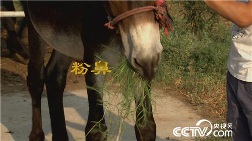 倔小伙养倔驴 如何年入千万(20170310)