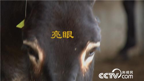 倔小伙养倔驴 如何年入千万(20170310)