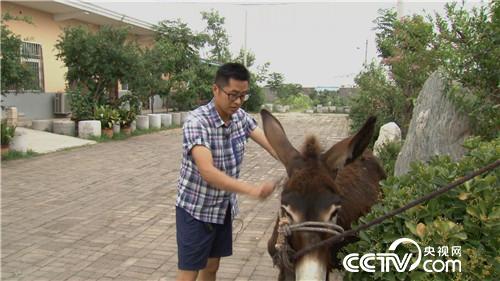 倔小伙养倔驴 如何年入千万(20170310)