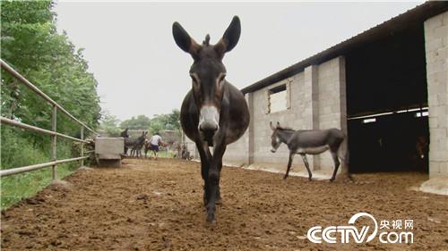 倔小伙养倔驴 如何年入千万(20170310)