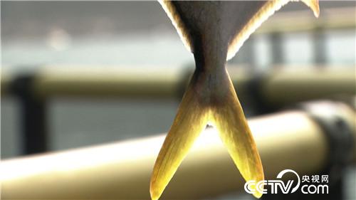 养鱼不靠鱼赚钱的千万财富秘密(20170314)