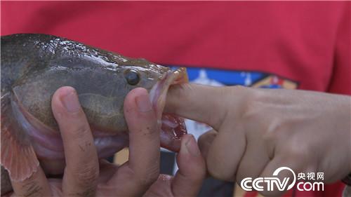 致富经：水下黄金 5万如何变千万(20170317)