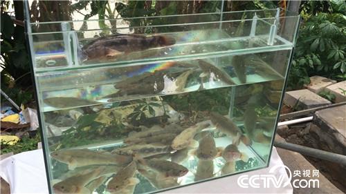 致富经：水下黄金 5万如何变千万(20170317)