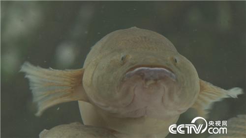 致富经：水下黄金 5万如何变千万(20170317)