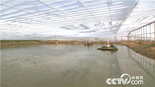 致富经：水下黄金 5万如何变千万(20170317)