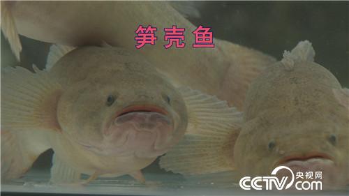 致富经：水下黄金 5万如何变千万(20170317)