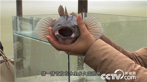 致富经：水下黄金 5万如何变千万(20170317)