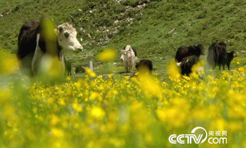 [绿色时空]情系多彩三江源头 3月26日