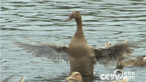致富经：倒霉男人水中淘宝翻身记 4月12日