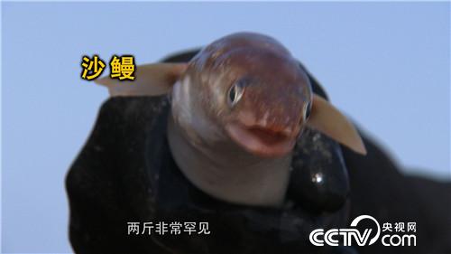 致富经：眼光毒辣的他三天两夜大海捞金(20170413)