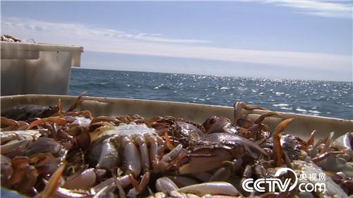 致富经：眼光毒辣的他三天两夜大海捞金(20170413)