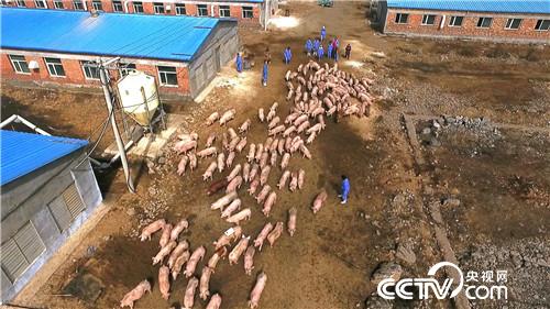 致富经：房地产老板养猪为何不怕猪价跌(20170419)