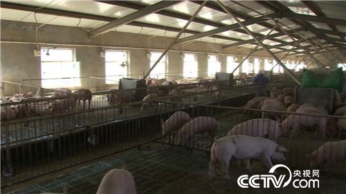 致富经：房地产老板养猪为何不怕猪价跌(20170419)