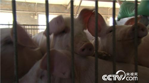 致富经：房地产老板养猪为何不怕猪价跌(20170419)