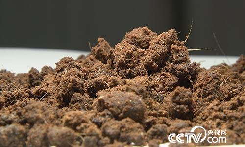 [绿色时空]巧养林麝 善取麝香 5月7日