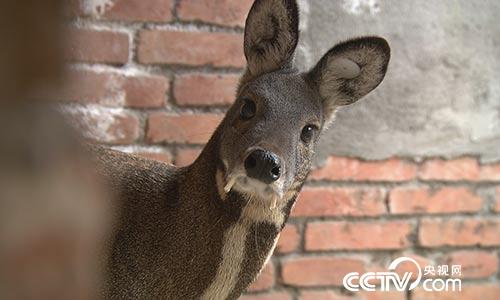 [绿色时空]巧养林麝 善取麝香 5月7日