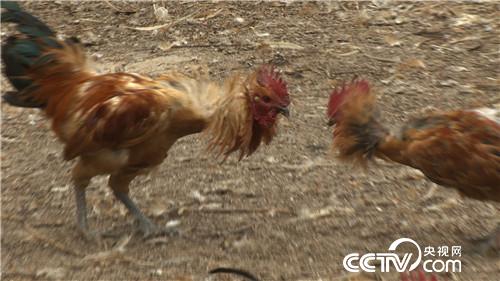 致富经：赚钱就靠丑鸡 秃鸡 大蒜鸡(20170426)