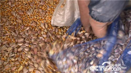 致富经：赚钱就靠丑鸡 秃鸡 大蒜鸡(20170426)