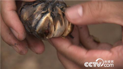 致富经：赚钱就靠丑鸡 秃鸡 大蒜鸡(20170426)