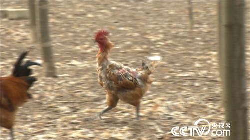 致富经：赚钱就靠丑鸡 秃鸡 大蒜鸡(20170426)