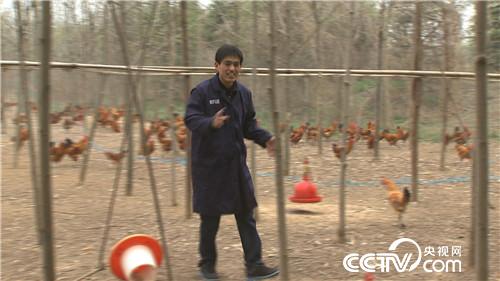 致富经：赚钱就靠丑鸡 秃鸡 大蒜鸡(20170426)