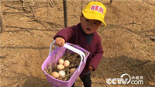 致富经：赚钱就靠丑鸡 秃鸡 大蒜鸡(20170426)