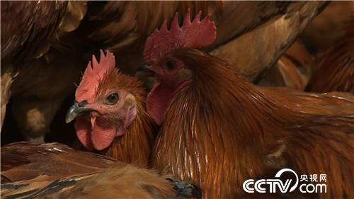 致富经：赚钱就靠丑鸡 秃鸡 大蒜鸡(20170426)