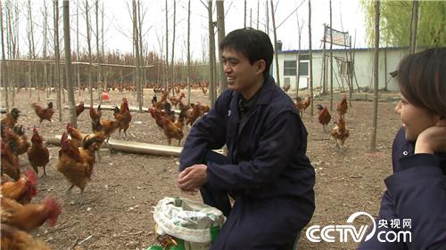 致富经：赚钱就靠丑鸡 秃鸡 大蒜鸡(20170426)