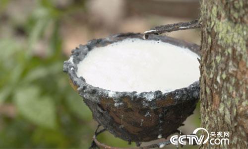 [绿色时空]从树上流出&ldquo;乳液&rdquo;财富 5月14日